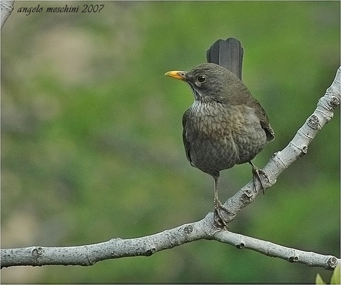 Merlo Turdus merula. semplicemente un maschio e una femmina.